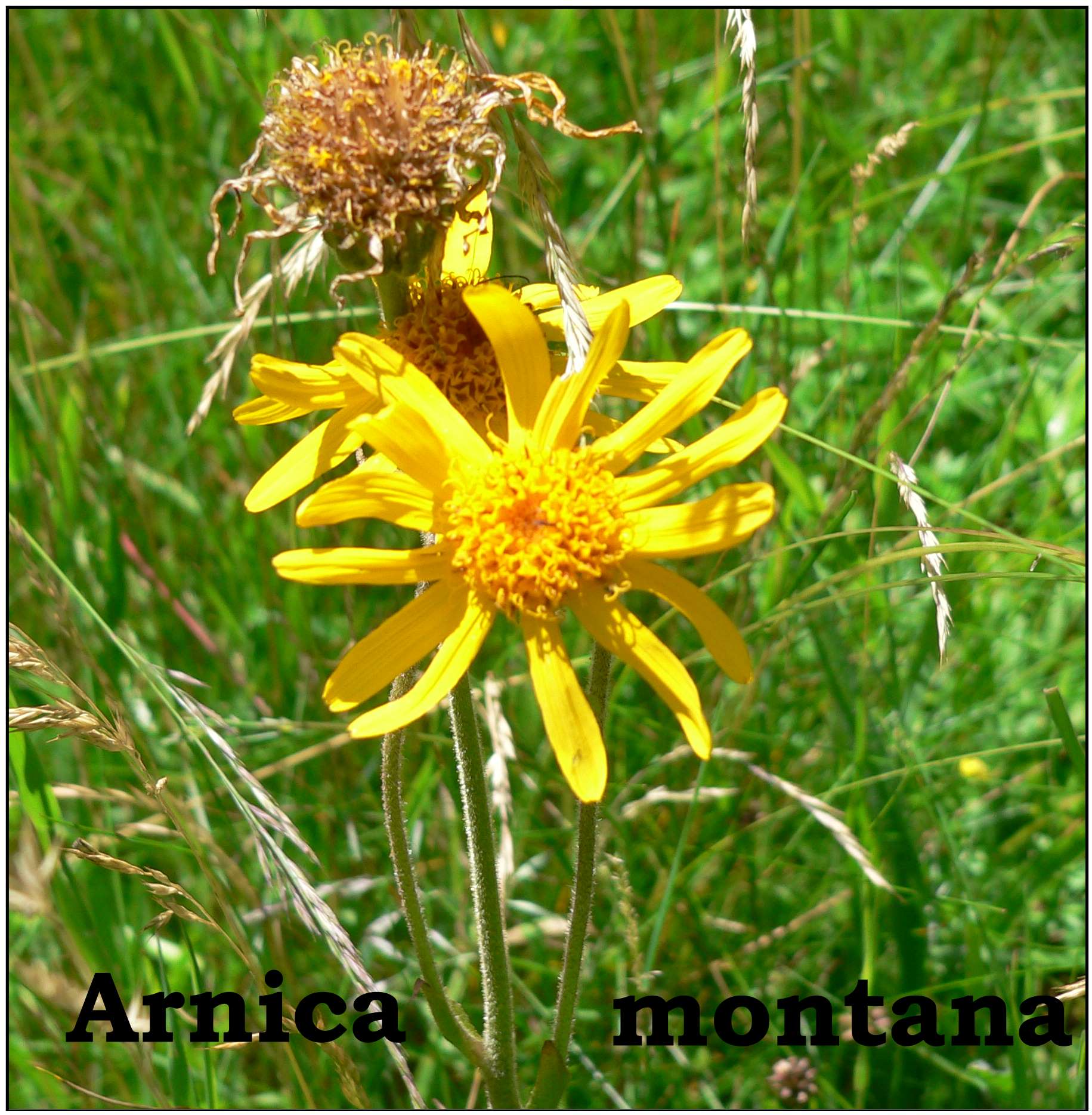 Arnica